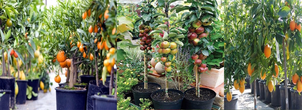 FRUIT PLANT