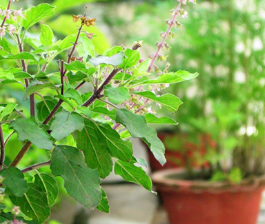 Tulsi