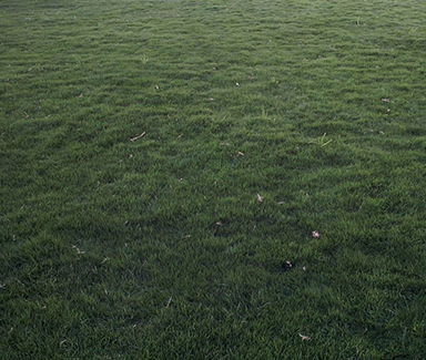 Selection No.1 grass