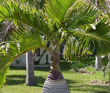 Bottle Palm Tree