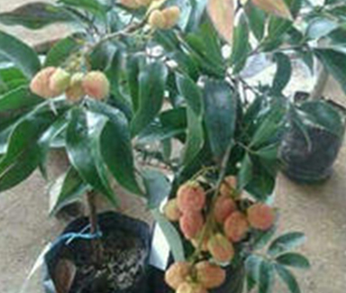 Bonsai Litchi Plant