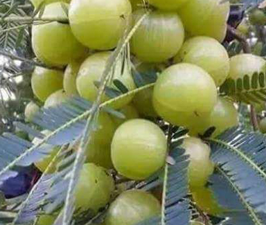 Amla Plant