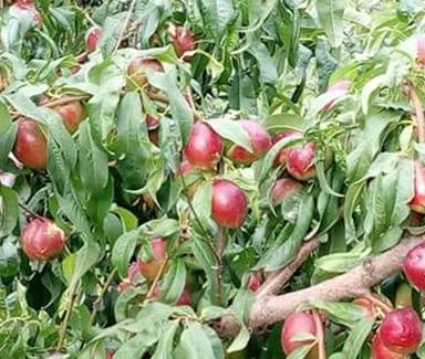 Alubukhara plant