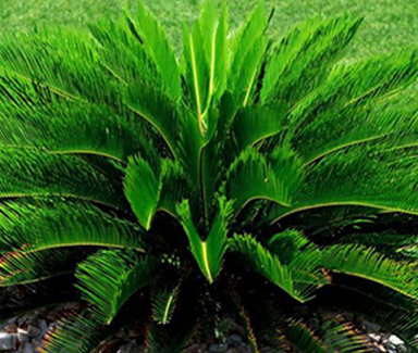 Cycas Plant