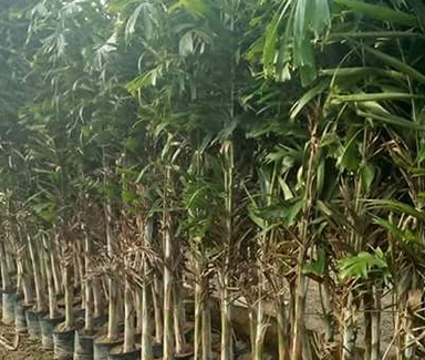 Machli Plant Tree