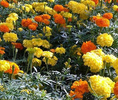 Marigold Plant