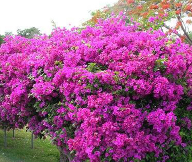 Bougainvillea Flower Plant